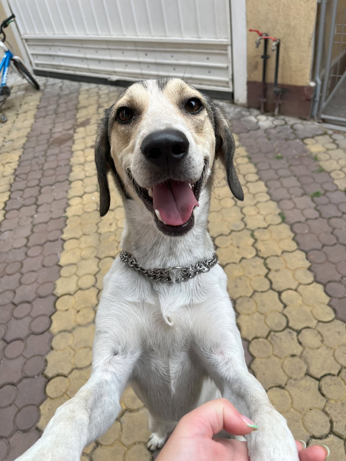 PetLand